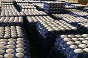 صادرات 2500 تن تخم مرغ خوراکی از کرج به کشورهای همجوار